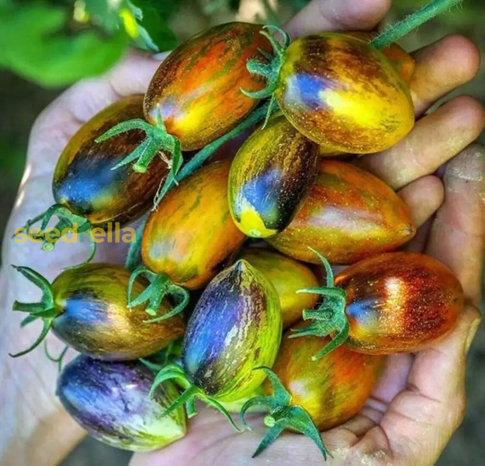 Atomic tomato seeds for planting in home gardens