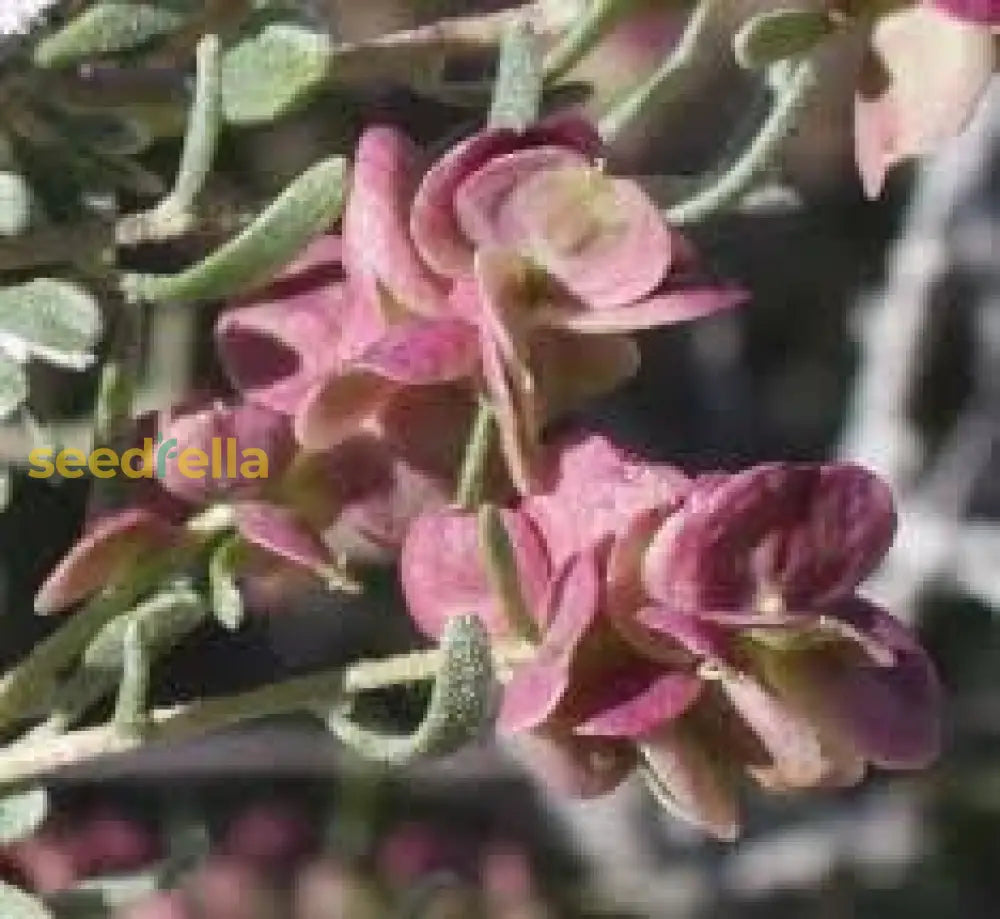 Atriplex Canescens Planting Seeds - Drought-Tolerant Shrub Plant Seeds