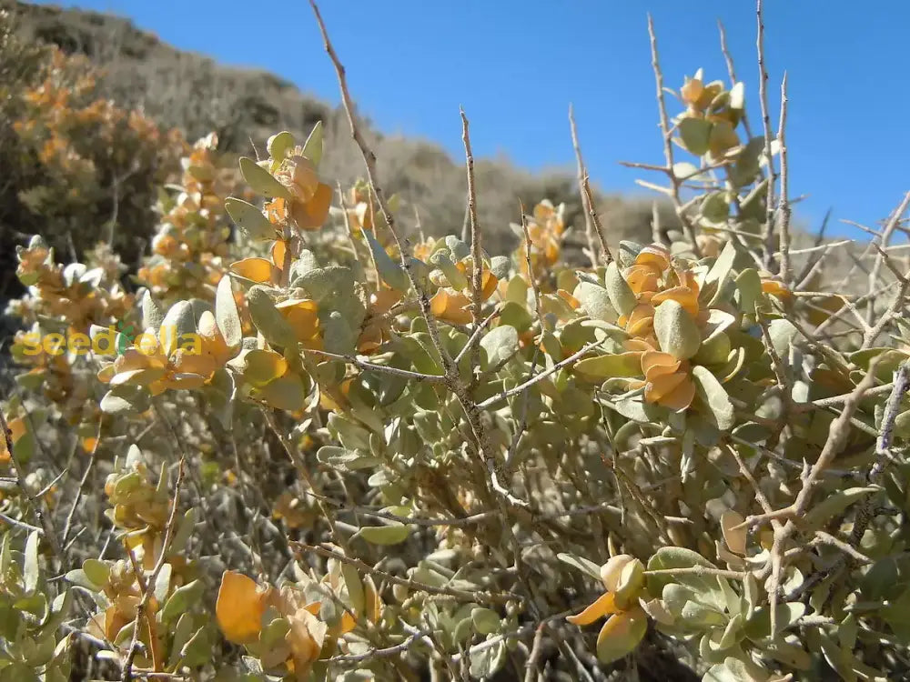 Atriplex Canescens Planting Seeds - Drought-Tolerant Shrub Plant Seeds