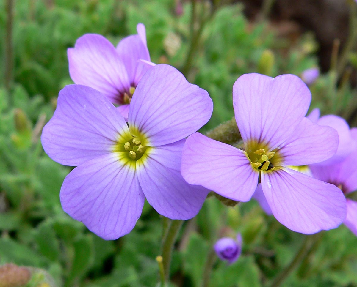 Aubretia Deltoides Flower Seeds