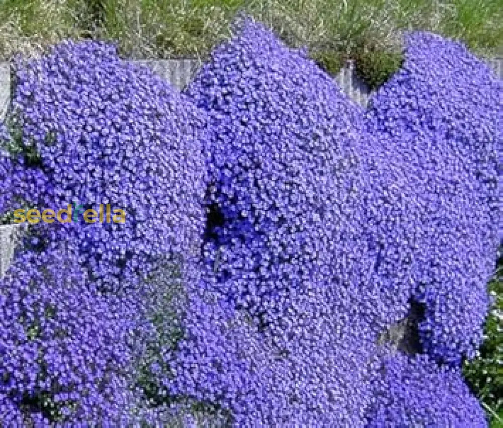 Aubretia Deltoides Seeds For Planting - Vibrant Garden Blooms Flower