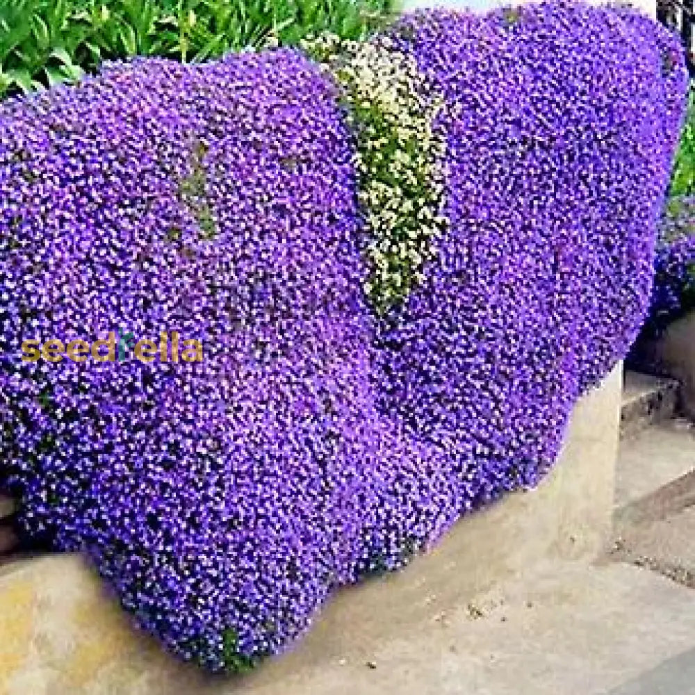 Aubretia Deltoides Seeds For Planting - Vibrant Garden Blooms Flower