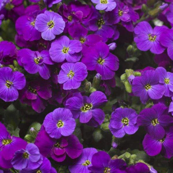 Aubrieta Purple Flower Seeds For Bold Garden Planting