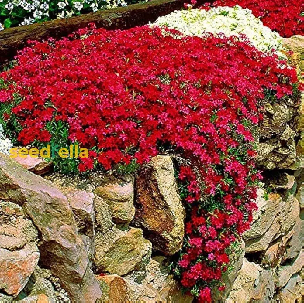 Aubrieta Berro De Roca Seeds For Planting Flower