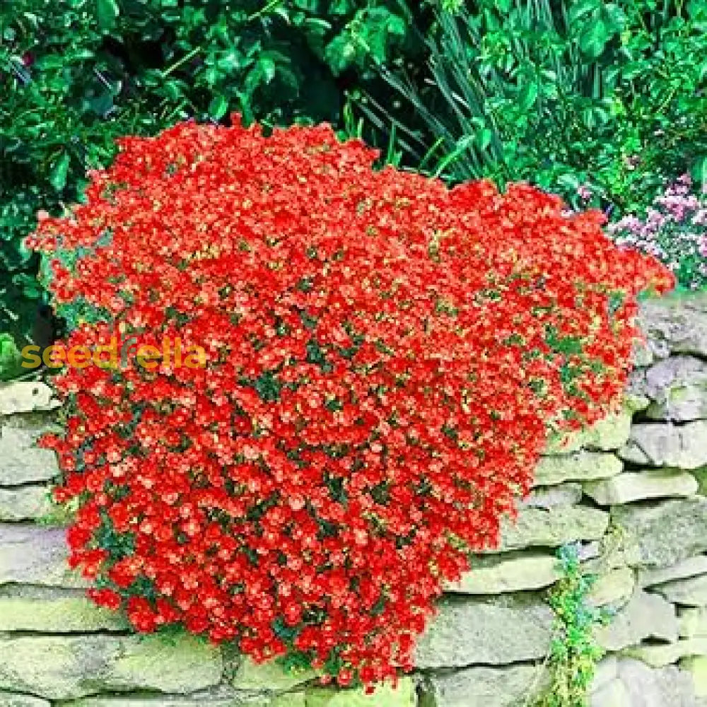 Aubrieta Berro De Roca Seeds For Planting Flower