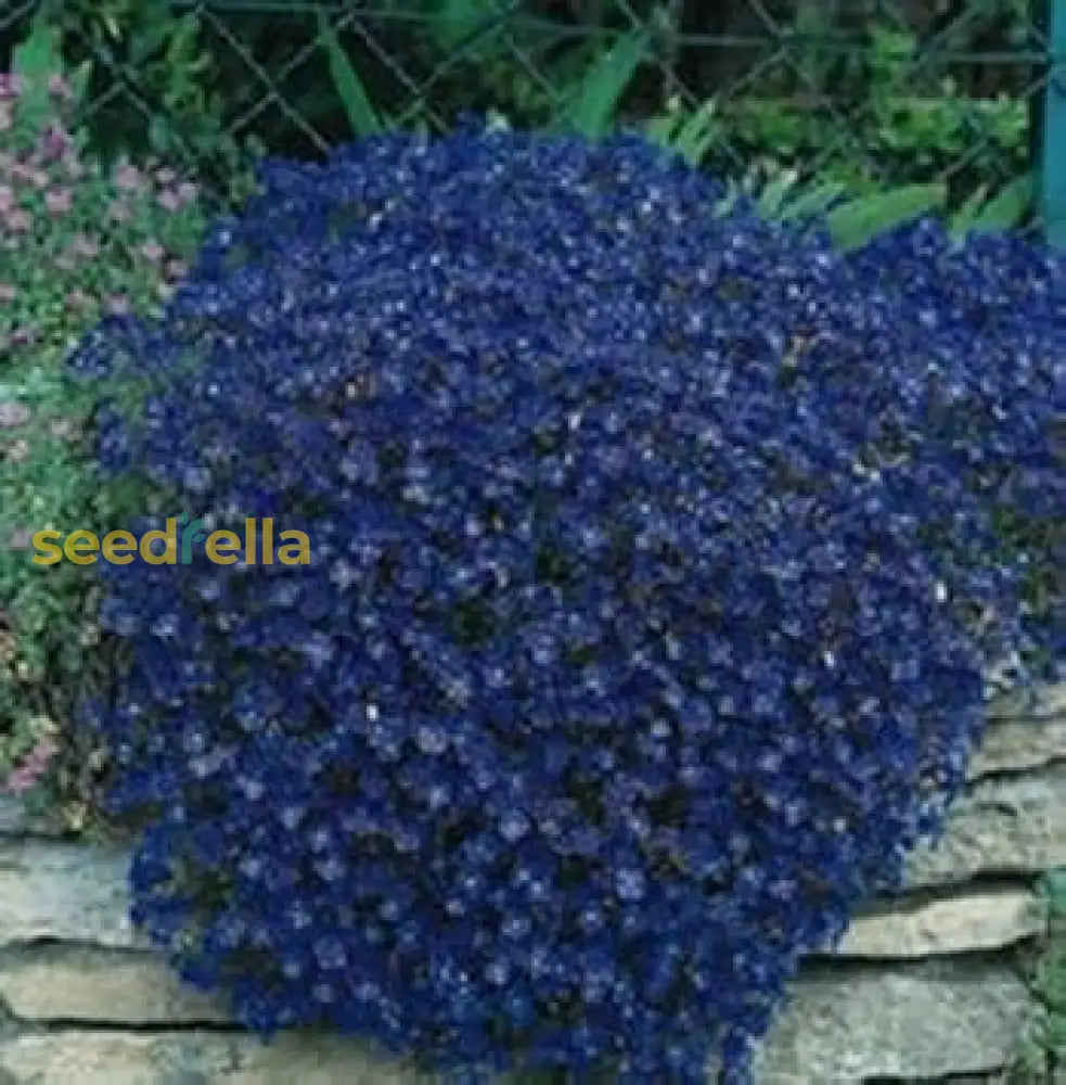 Aubrieta Blue Flower Seeds  Perfect For Planting