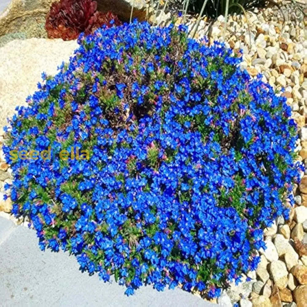 Aubrieta Blue Flower Seeds  Perfect For Planting