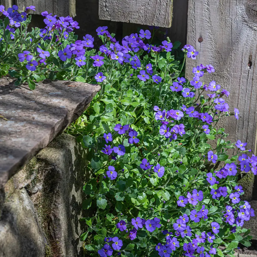 Aubrieta Dark Blue used as garden border