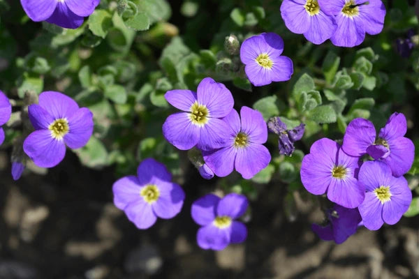 Multi-Coloured Aubrieta used as garden border