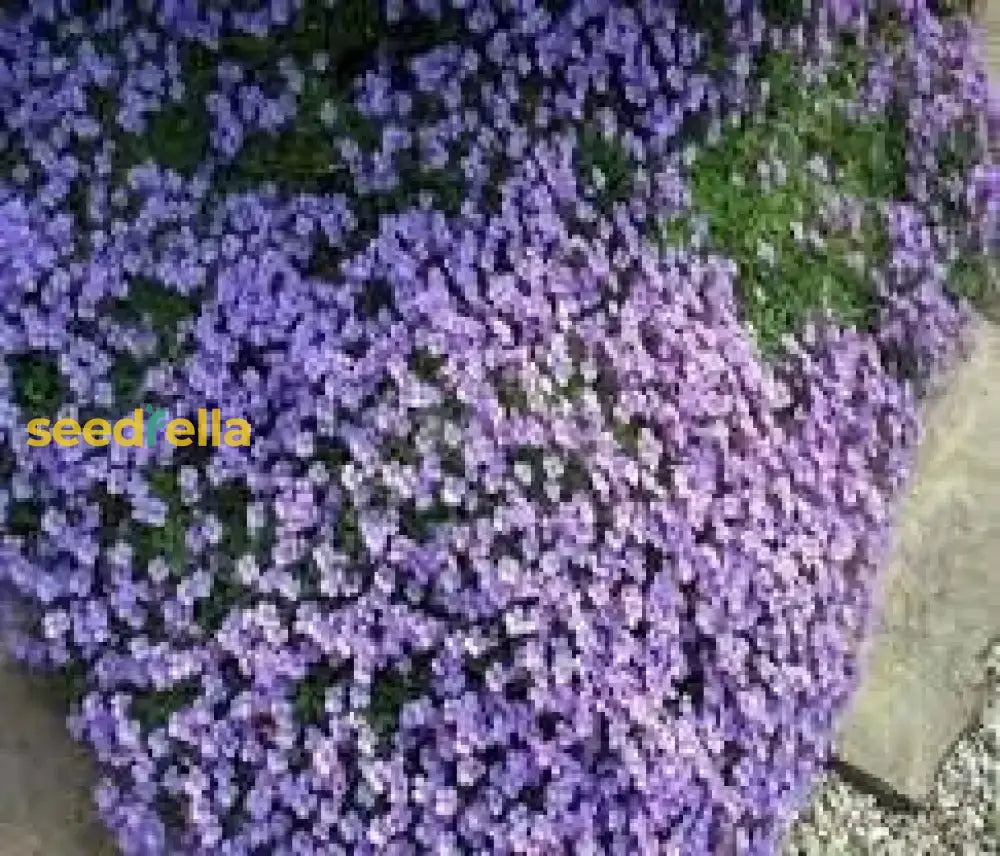 Aubrieta Cascade Flower Seeds For Planting