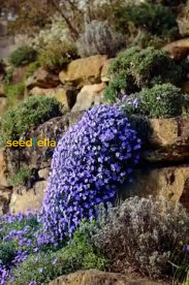 Aubrieta Cascade Flower Seeds For Planting