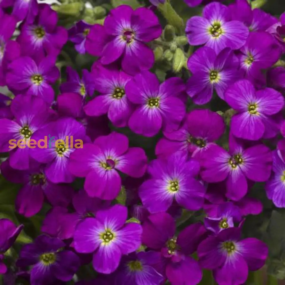 Aubrieta Cascade Purple Flower Seeds For Planting