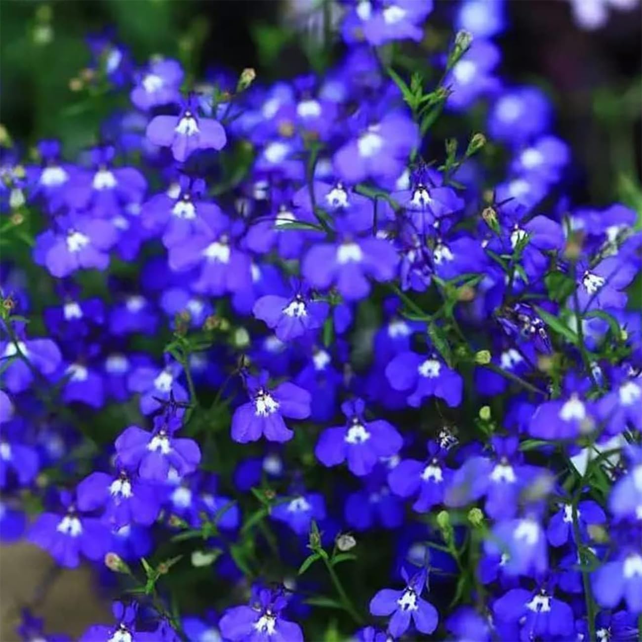 Close-up of Dark Blue Aubrieta flowers