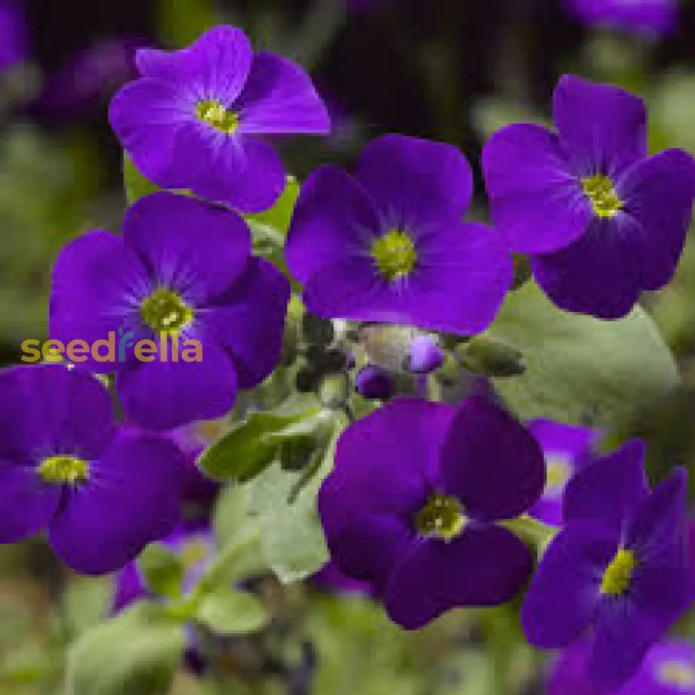 Aubrieta Cultorum Flower Seeds For Planting - Bold Violet Blooms Elegant Gardens