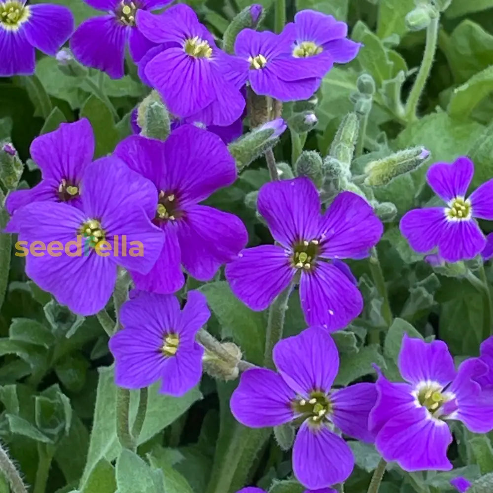 Aubrieta Cultorum Flower Seeds For Planting - Bold Violet Blooms Elegant Gardens