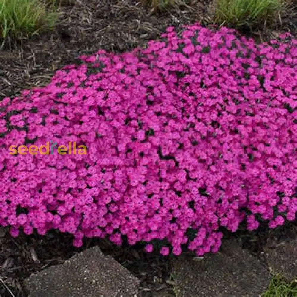 Aubrieta Cultorum Pink Flower Seeds For Planting