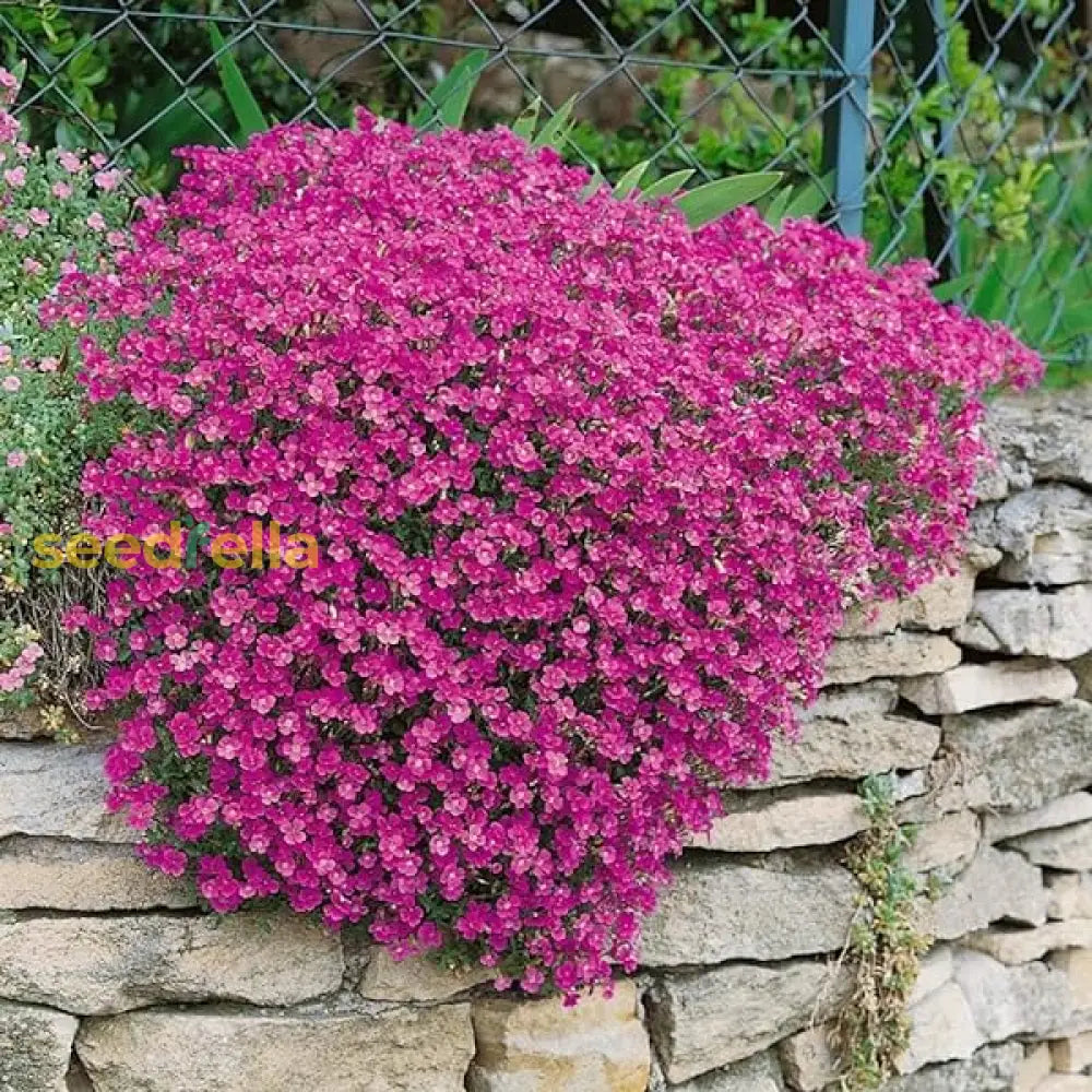 Aubrieta Cultorum Pink Flower Seeds For Planting