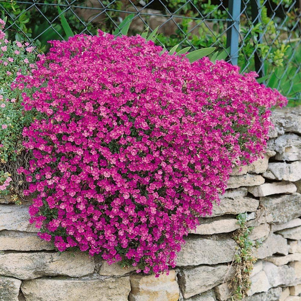 Aubrieta Cultorum Pink Flower Seeds for Planting
