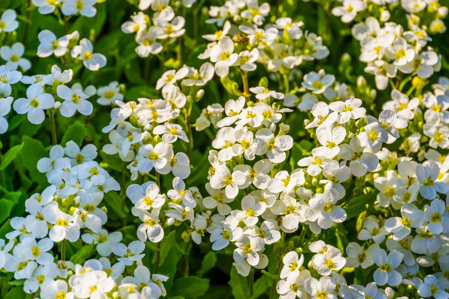 White Aubrieta Cultorum used as ground cover