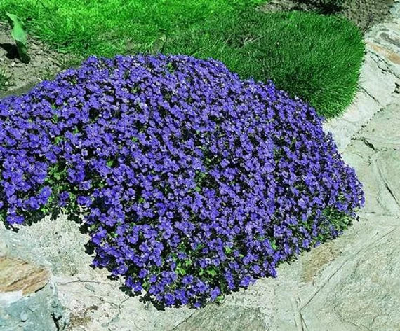 Aubrieta Dark Blue Flower Seeds for Planting