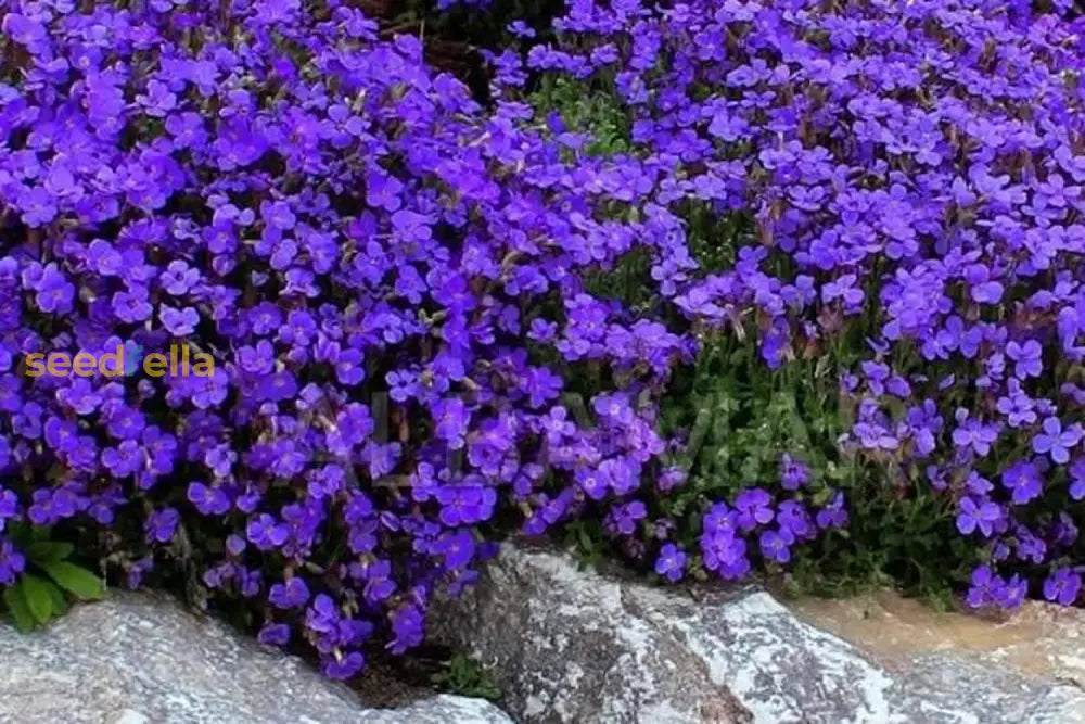 Aubrieta Deltoidea Flower Seeds For Planting