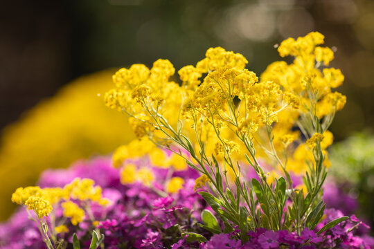Perennial light yellow Aubrieta flowers grown from seeds