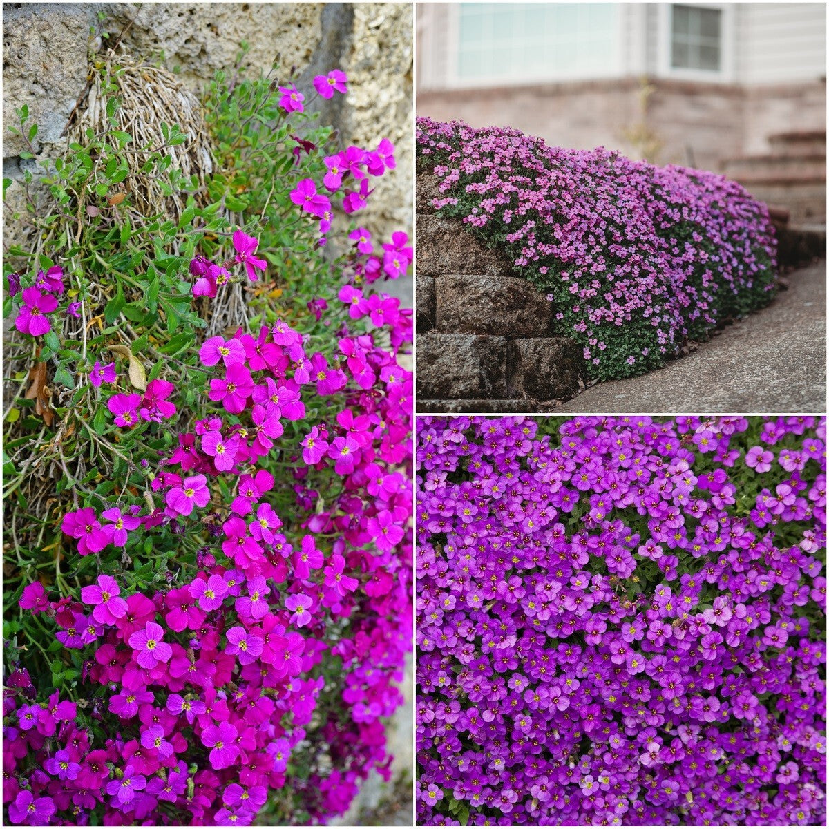 Pink Aubrieta used as ground cover along borders