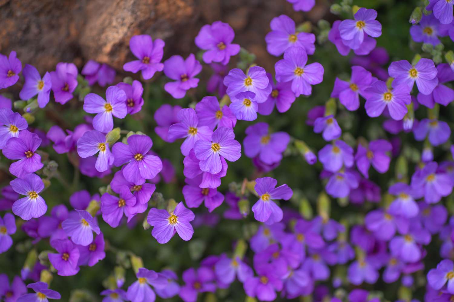 Aubrieta as Ground Cover with Purple Flowers