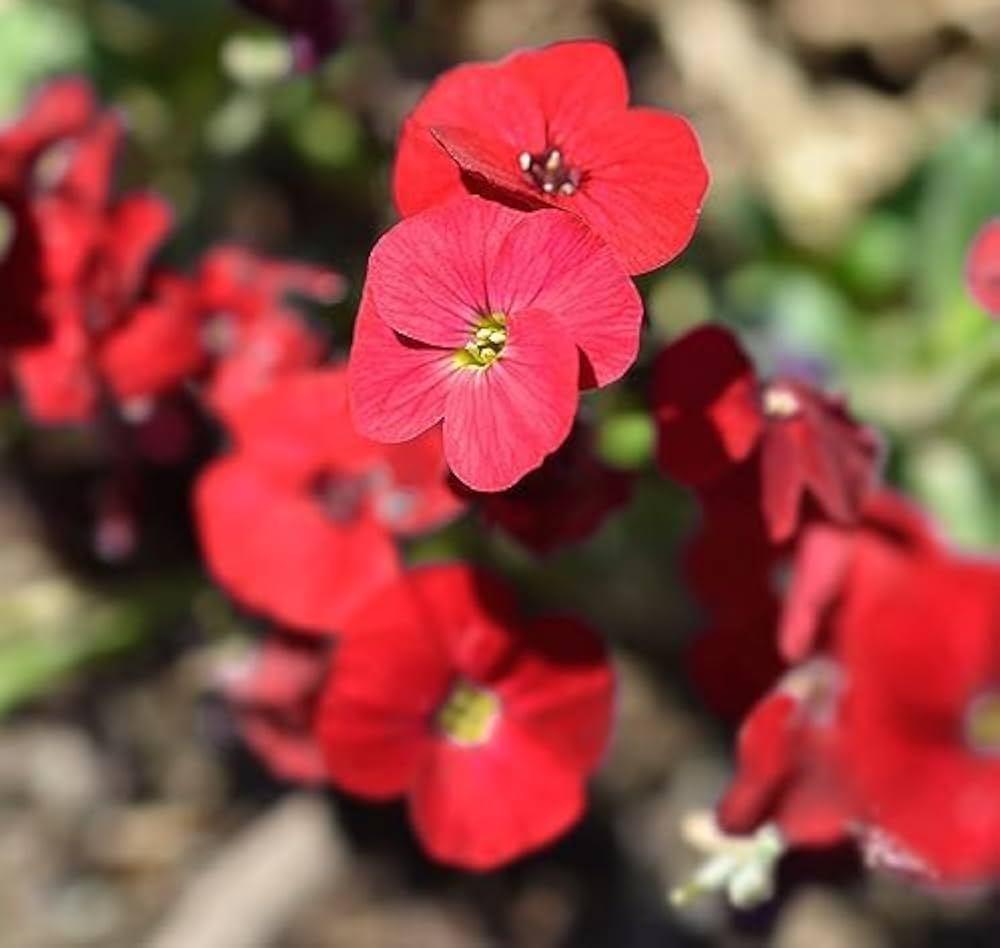 Red Aubrieta Ground Cover Along Garden Borders