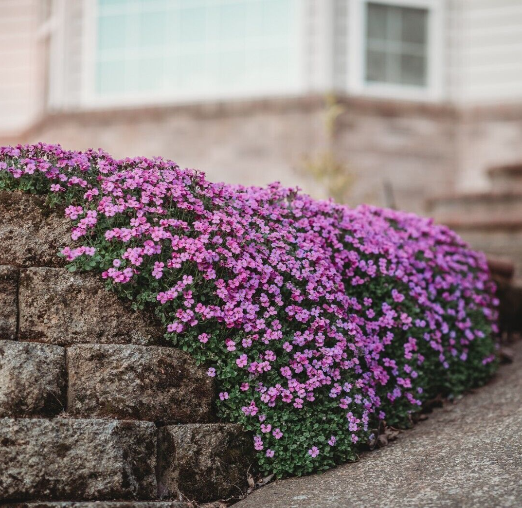Aubrieta Cultorum cascading over a garden wall