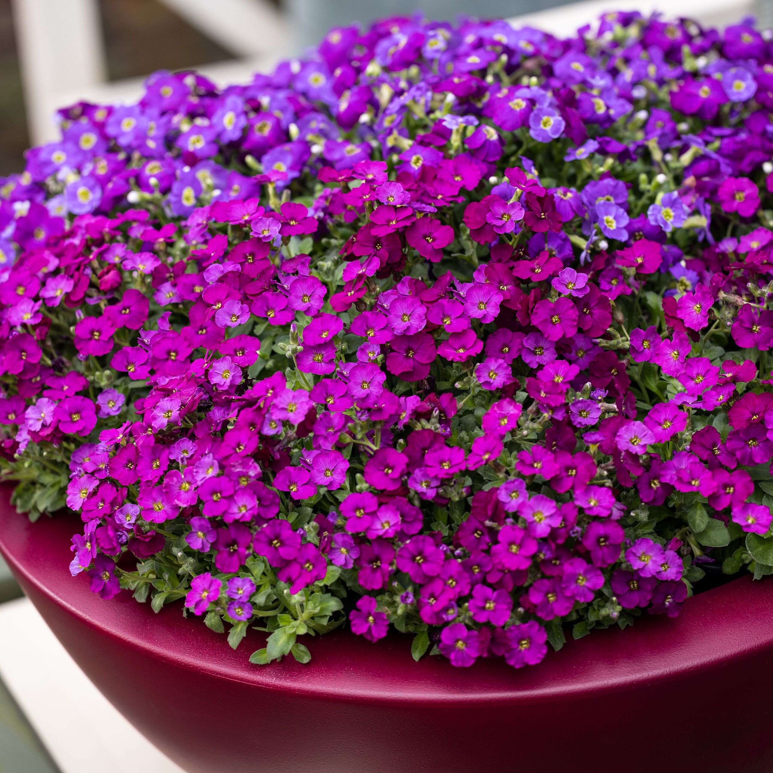 Aubrieta Planting Instructions