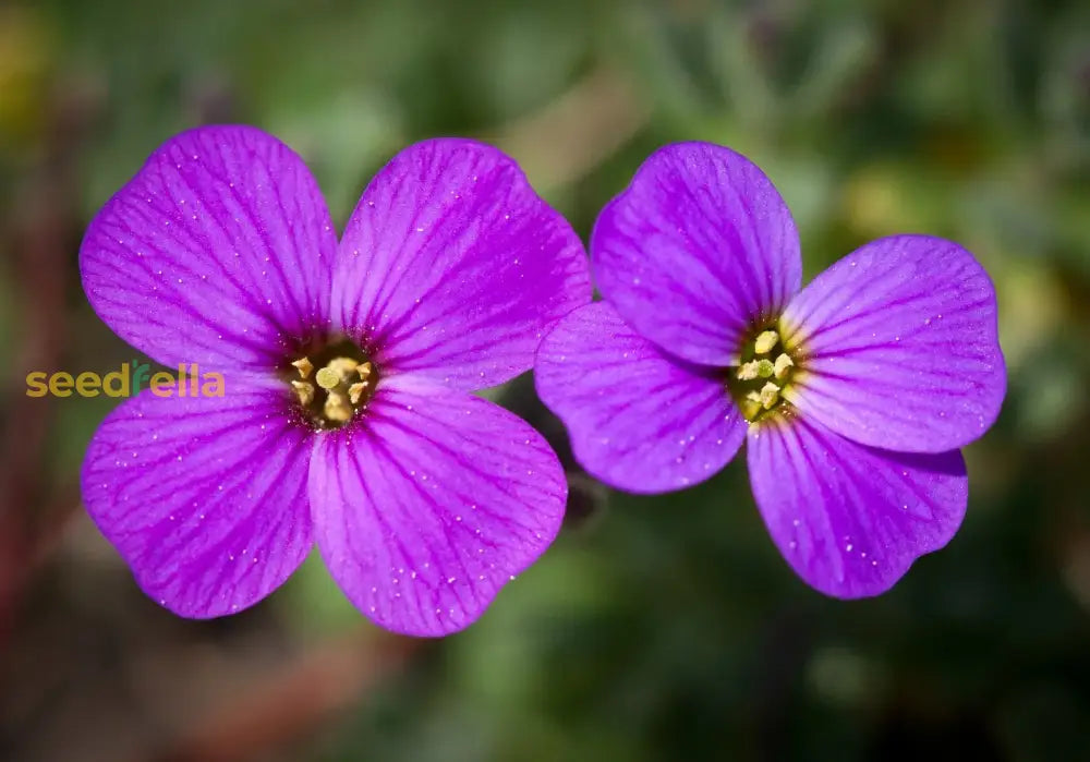 Aubrieta Purple Flower Seeds For Bold Garden Planting