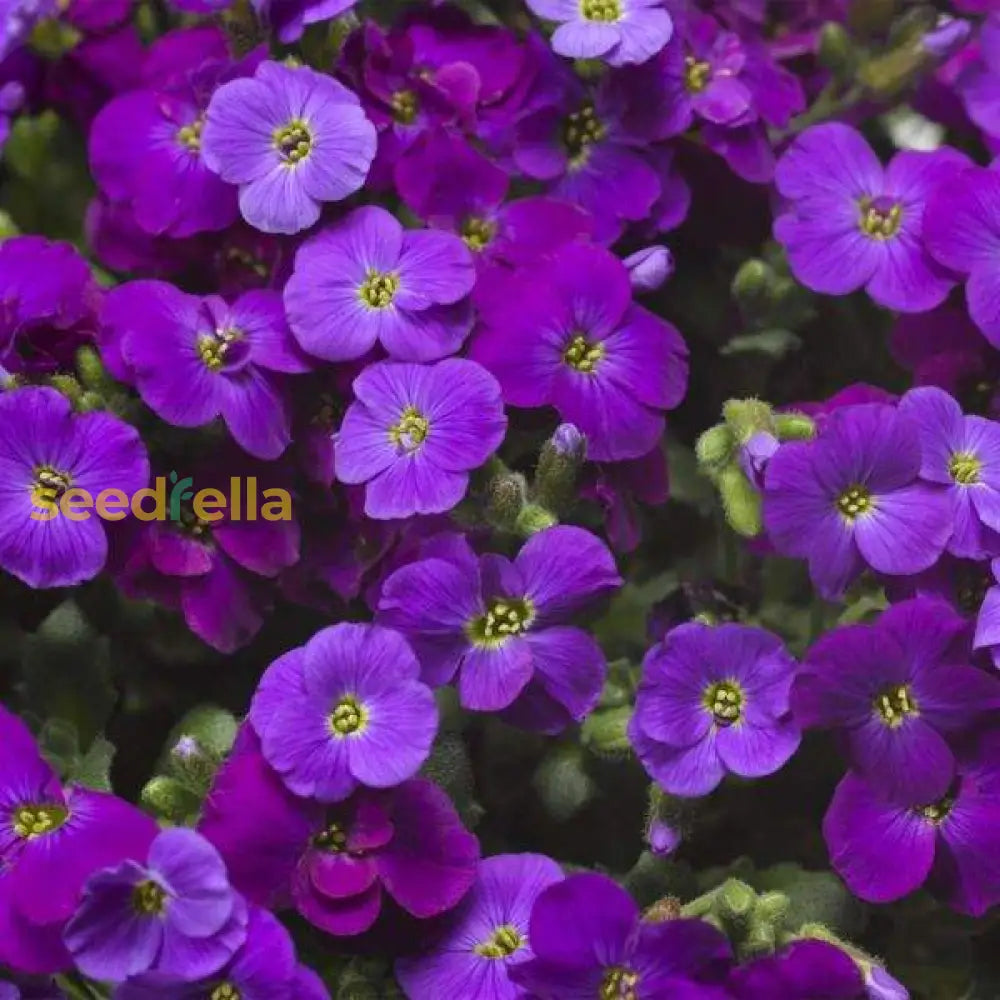 Aubrieta Purple Flower Seeds For Bold Garden Planting