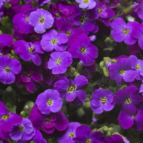 Aubrieta Purple Flower Seeds for Planting
