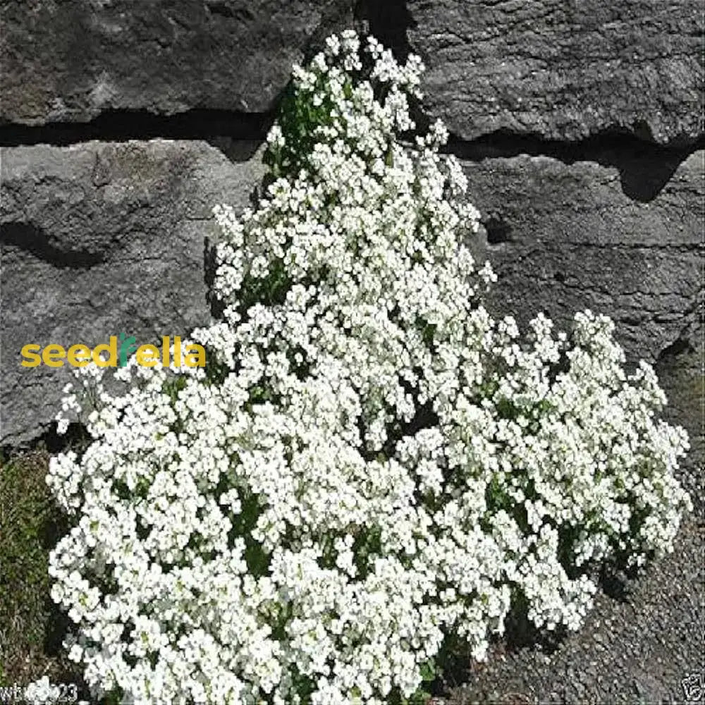 Aubrieta Rock Cascade Flower Seeds - White For Planting