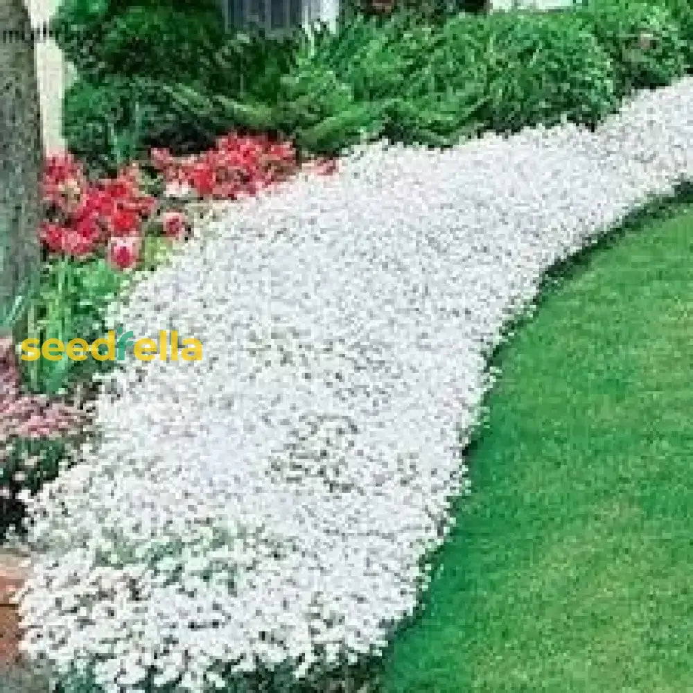 Aubrieta Rock Cascade Flower Seeds - White For Planting