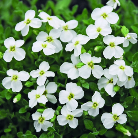 Aubrieta rock cascade white seeds for planting