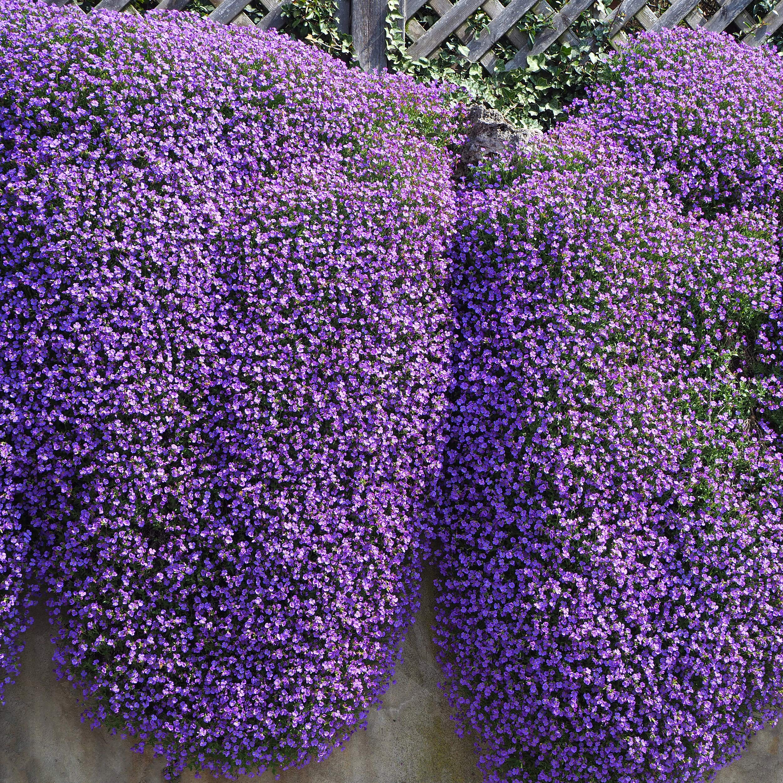 Aubrieta flowers in rock garden setting