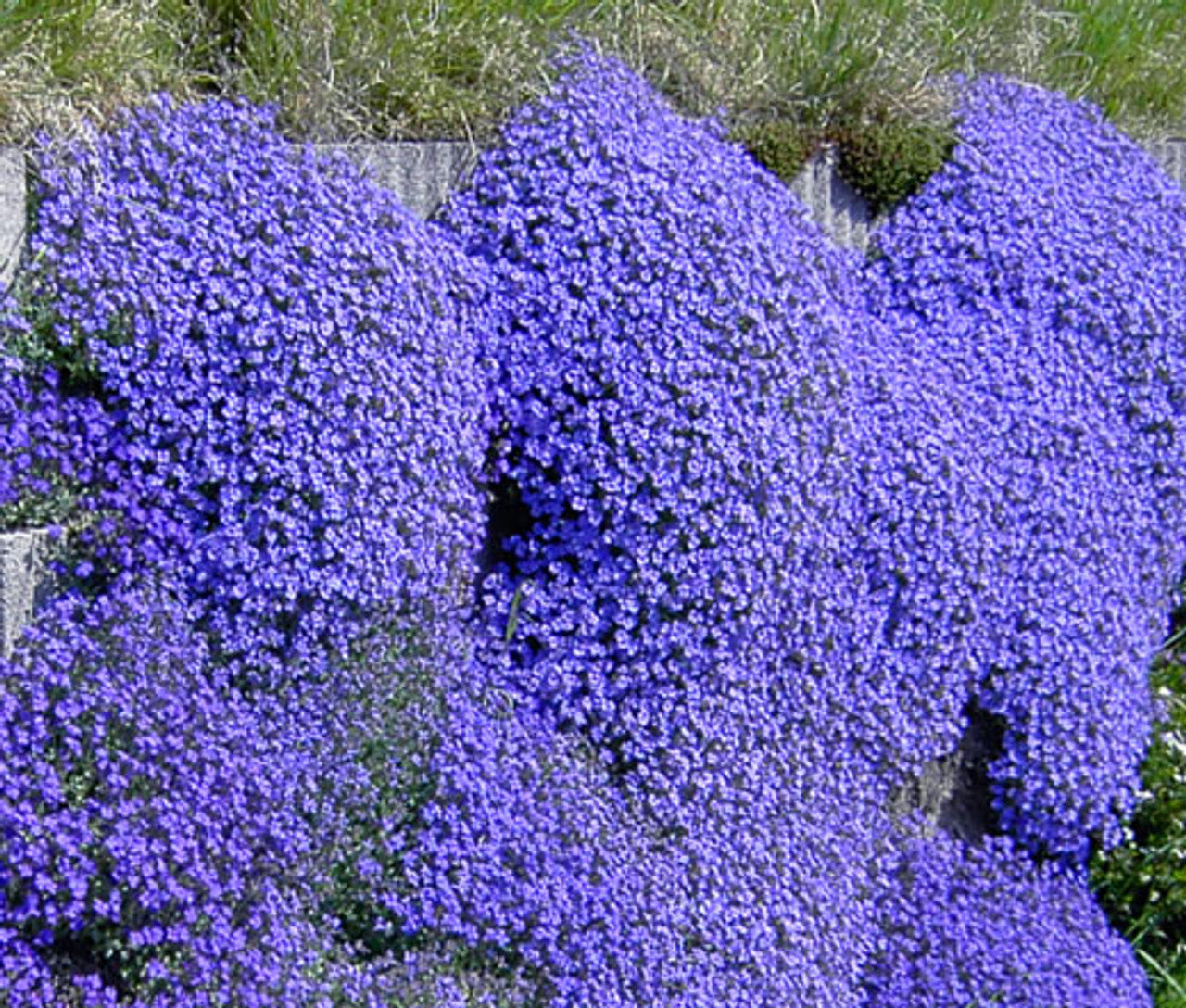 Aubrieta Dark Blue flowers in rock garden