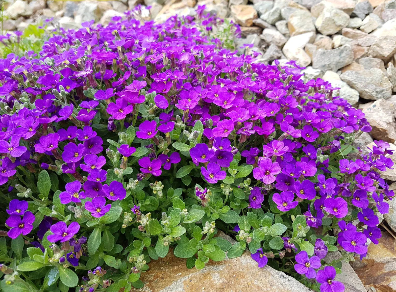 Aubrieta Blaukissen Flowers Growing in Rock Garden