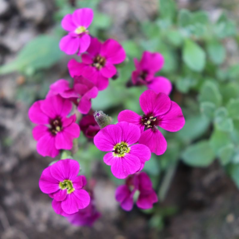 How to Sow Aubrieta Seeds