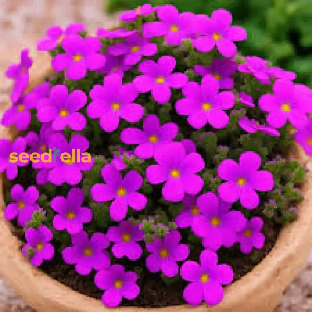 Aubrieta Seeds: Essential Guide For Planting Beautiful Flowers Flower Seeds