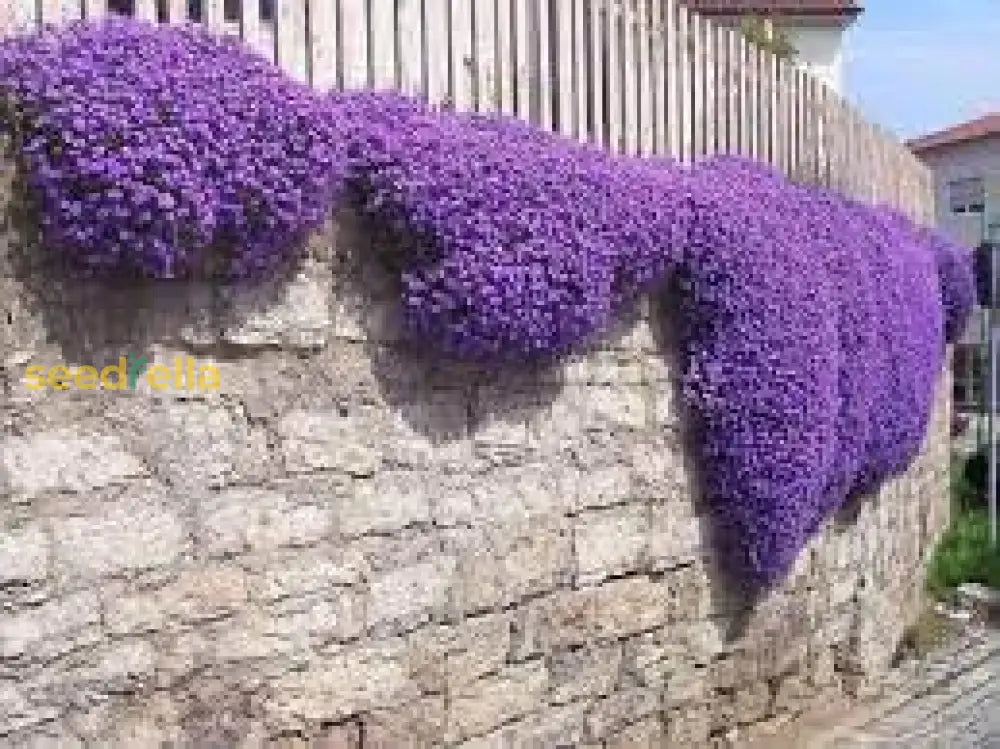 Aubrieta Seeds: Perfect For Rock Garden Planting Flower Seeds