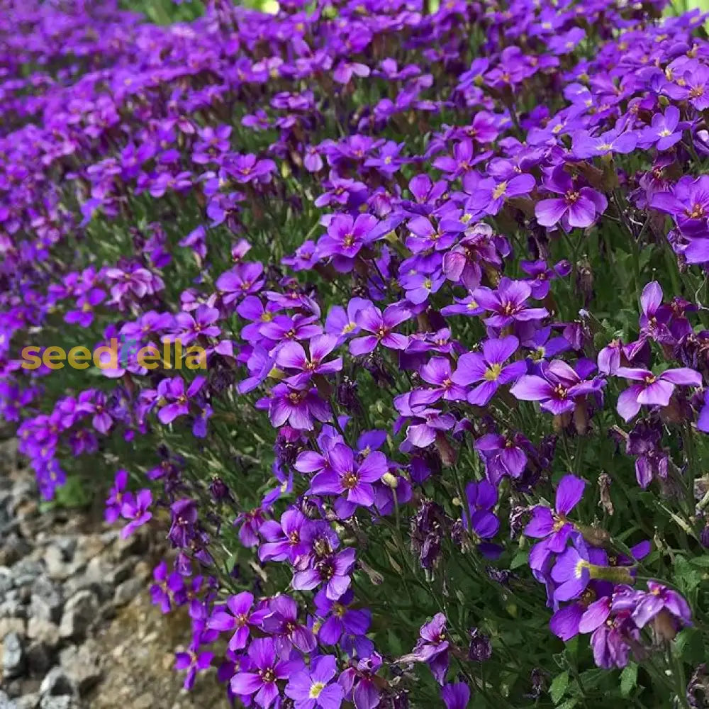 Aubrieta Seeds: Perfect For Rock Garden Planting Flower Seeds