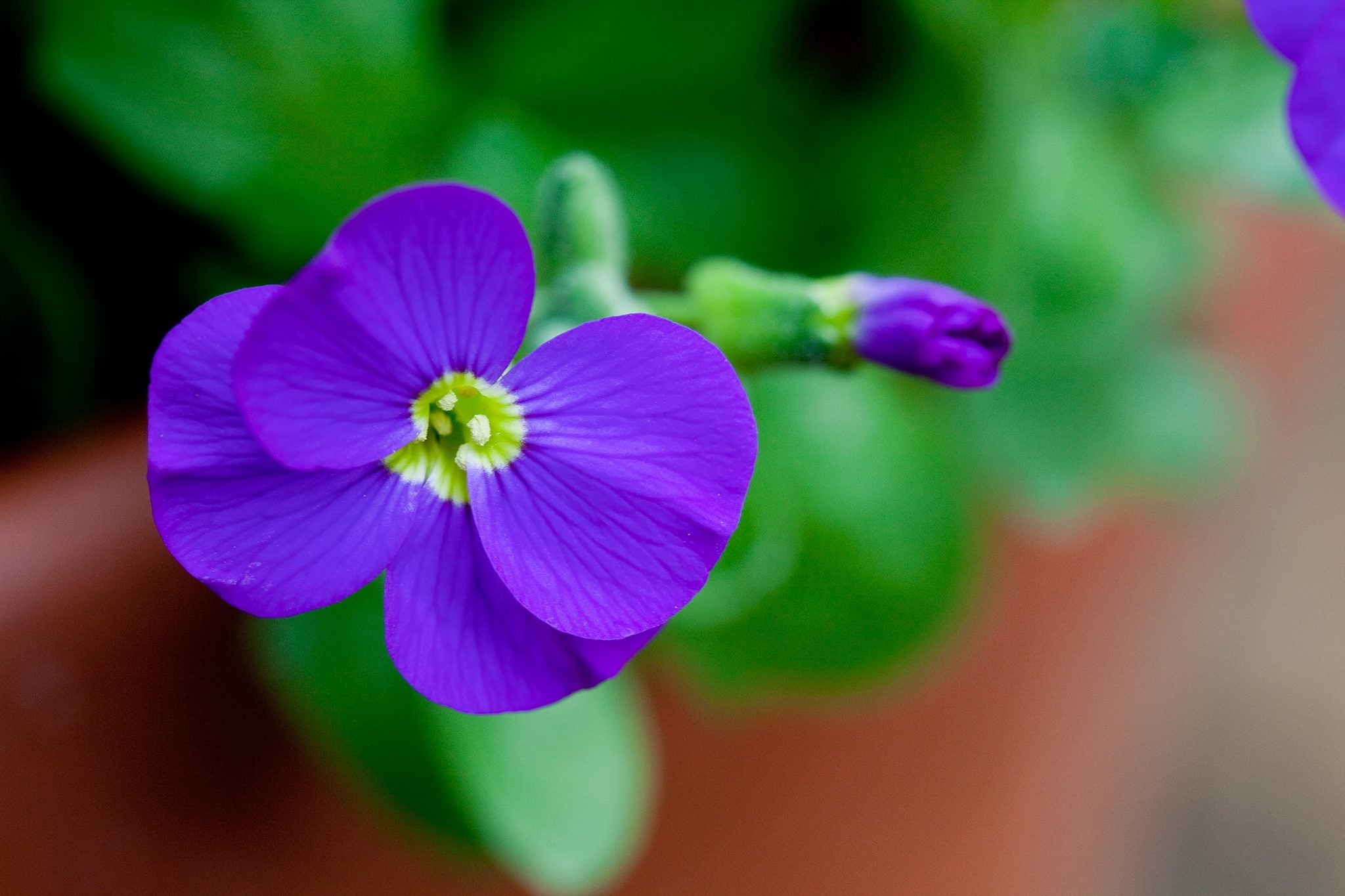 Aubrieta Violet Flower Seeds for Planting