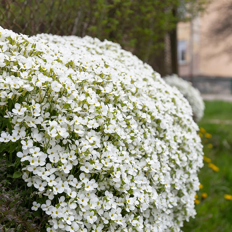 White Aubrieta flowers along garden borders