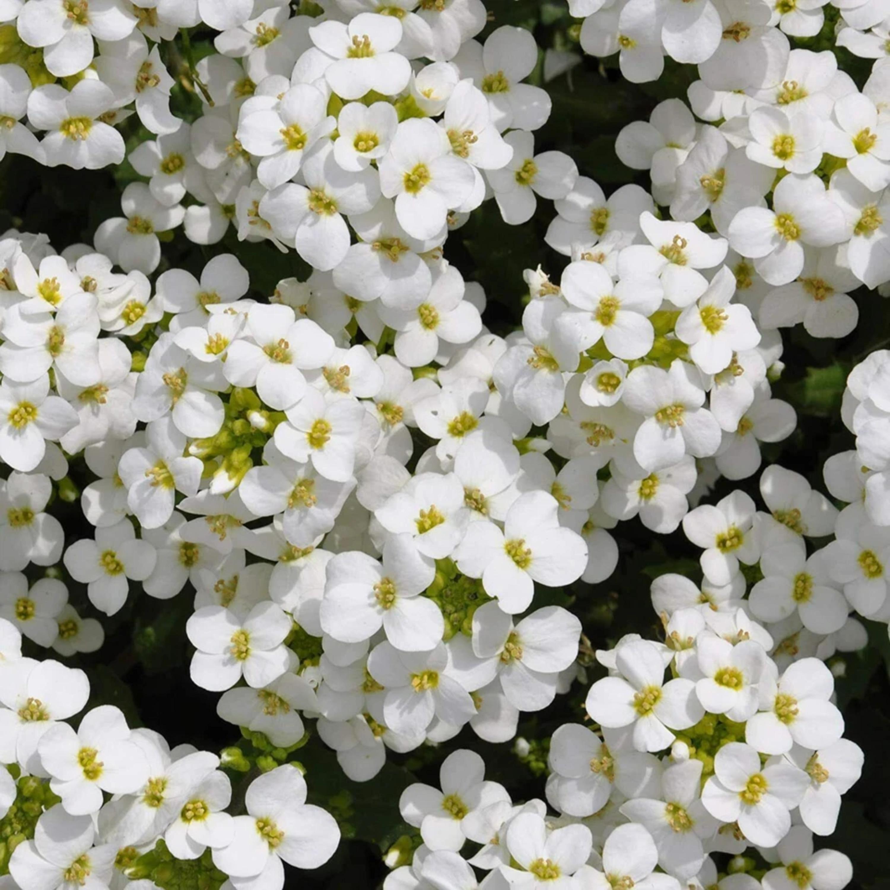 Close-up of White Aubrieta flowers and foliage