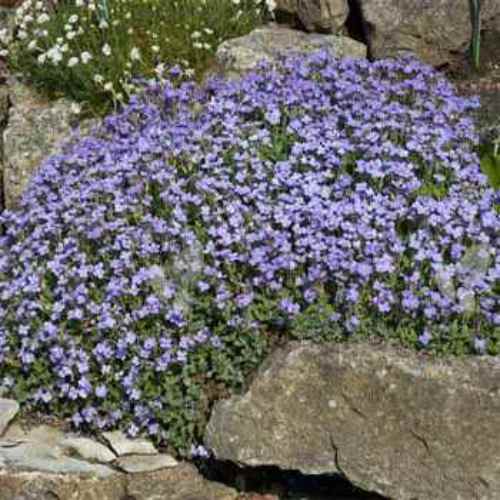 Rock Cress Light Blue Flower Seeds For Vibrant Garden Blooms