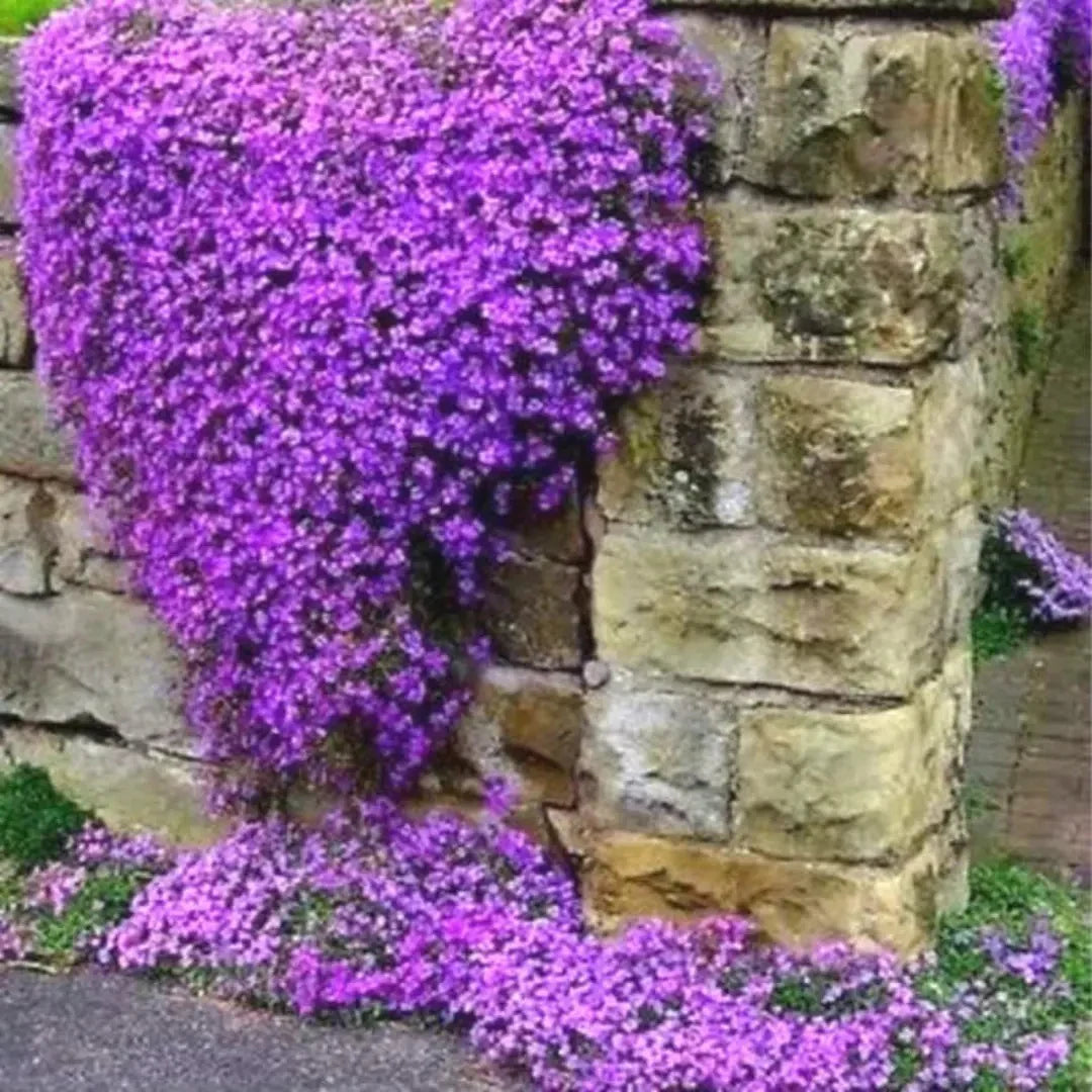 Plant Cascade Flower Seeds For Vibrant Blooms