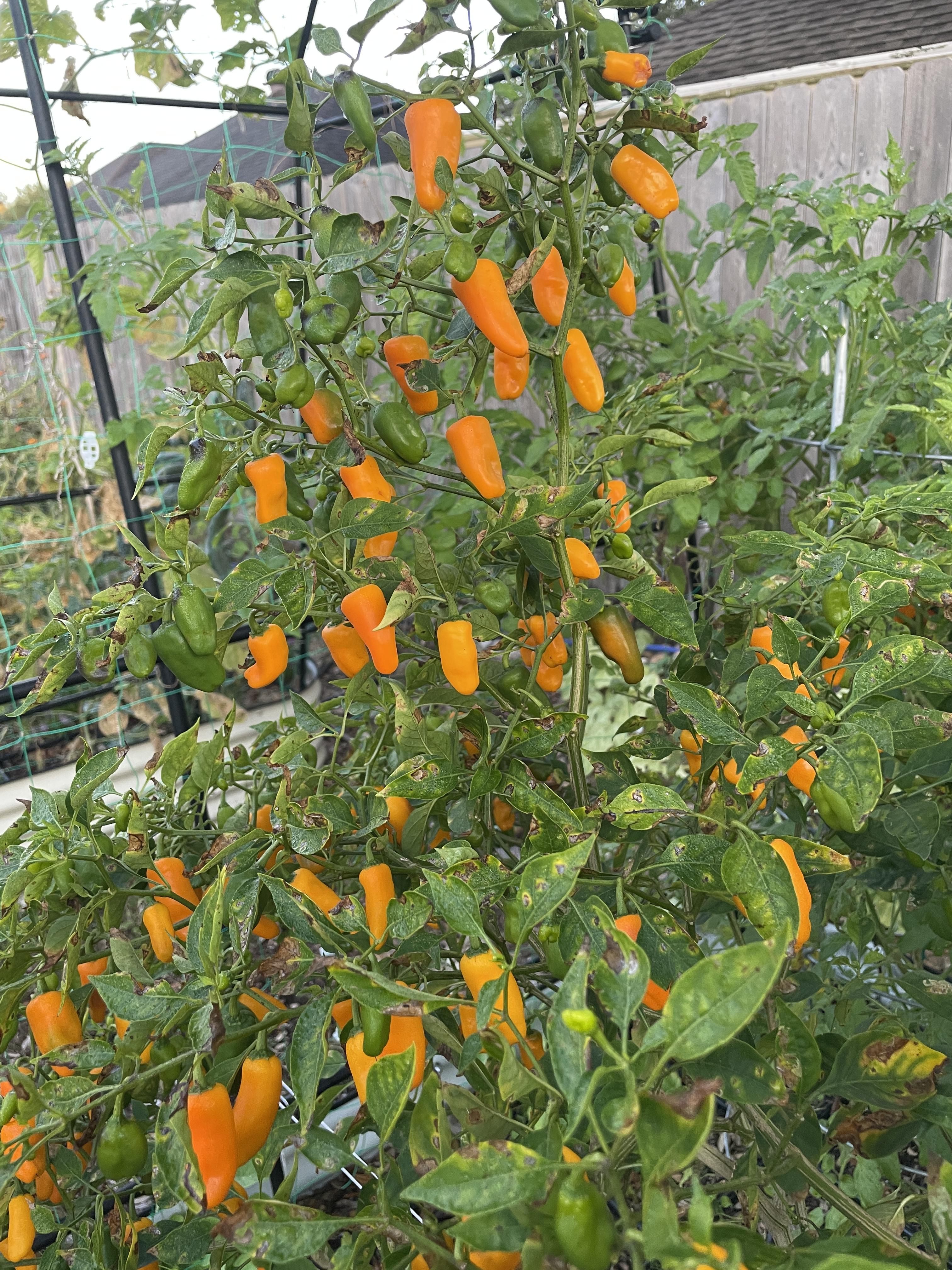 Augustine Minorcan Datil Pepper seeds for home garden planting